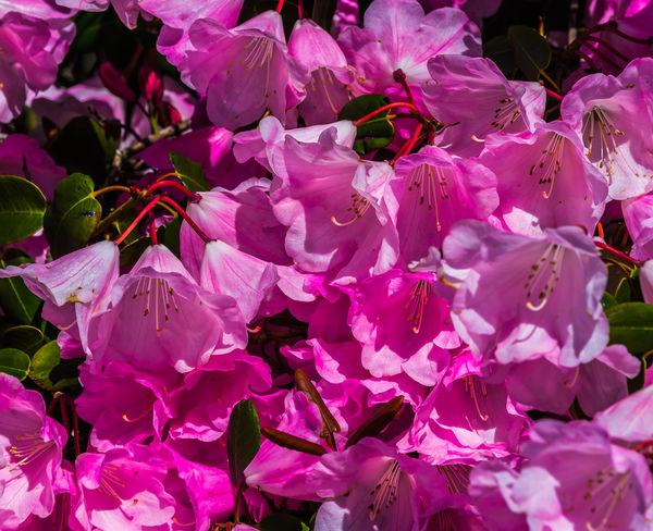 9 - Pink azalea flowers...