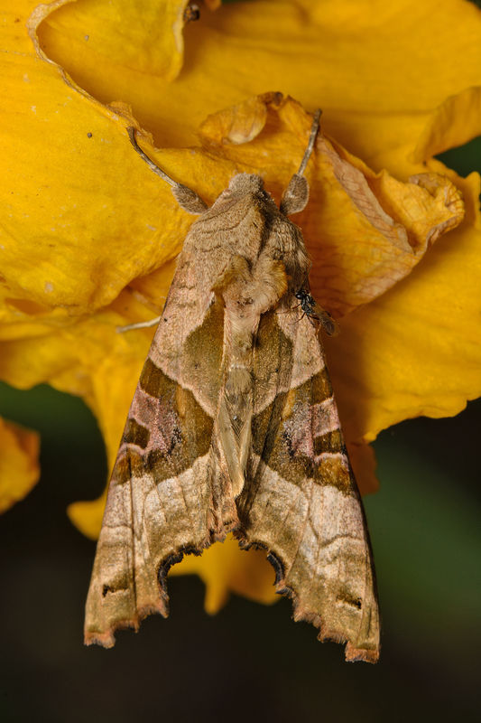 Angle Shades Moth. Phlogophora meticulosa with a P...