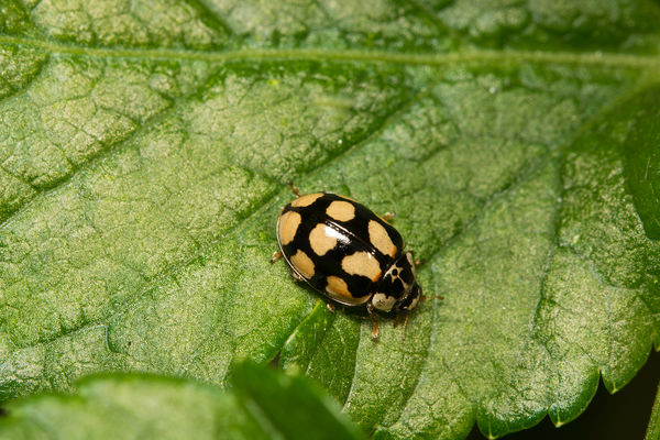 A 10 spot Lady Beetle,in the family Coccinellidae,...