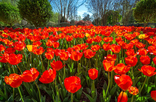 Tulips At Brookside Gardens Maryland