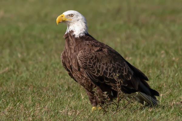 female Bald Eagle...