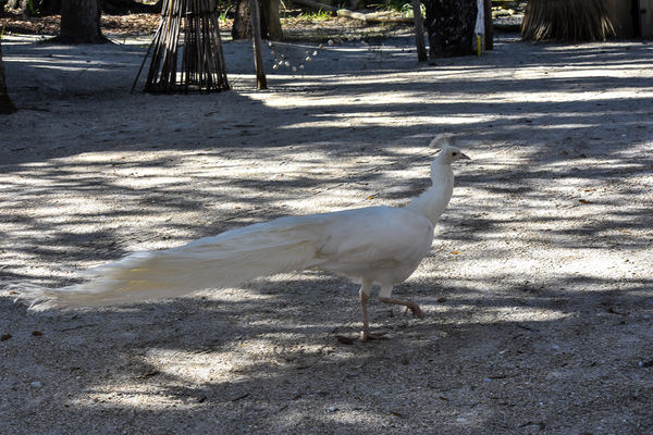 An all-white peafowl...