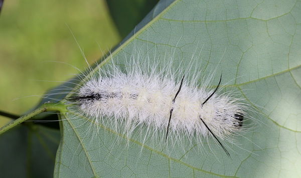 Hickory tussock cat...