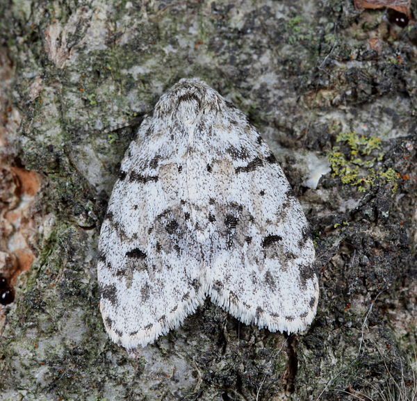 small lichen moth...