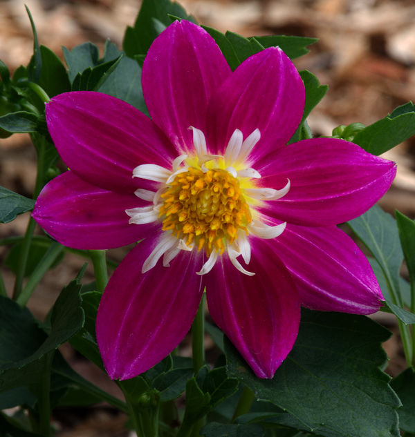 Another Dahlia but they don't look related....