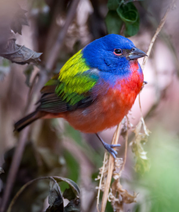 Painted bunting, NIkkor 600mmF4...