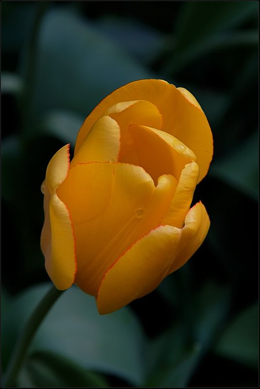 5 Yellow Tulip closeup....