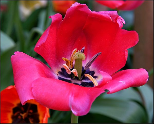 7. Wide open Tulip....