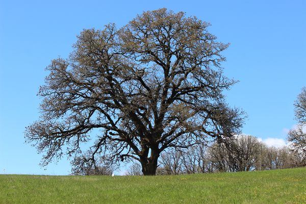 Old Oak Tree...