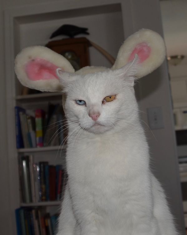 Really Mom, do I look like a bunny?...