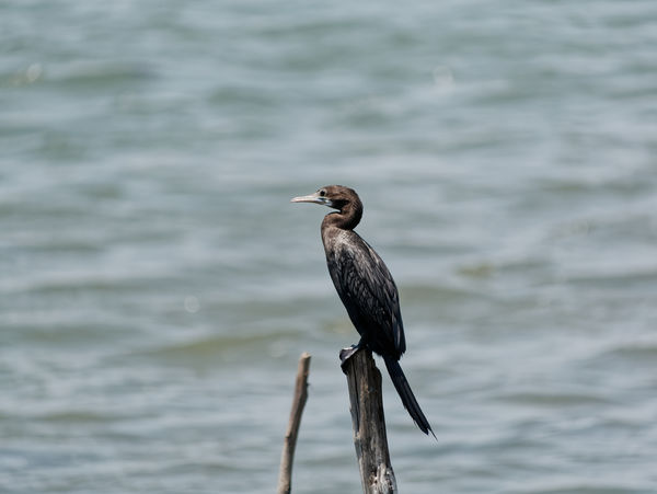 Cormorant,Muttukadu lake,Chennai India...