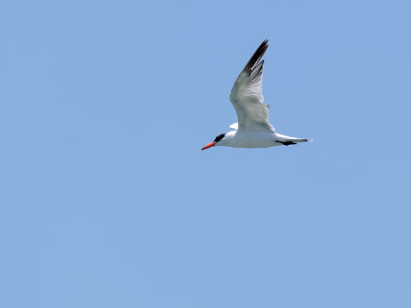 Tern in Flight,Muttukadu lake Chennai,India...