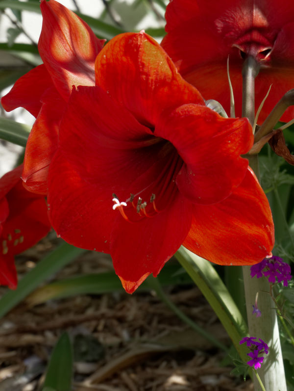 Amaryllis - also in the back yard....