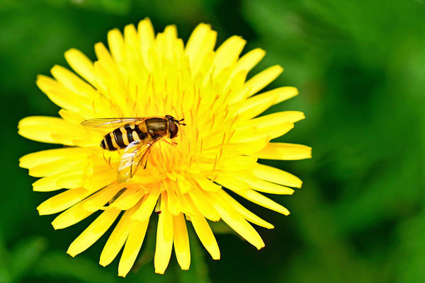 5 Hoverfly on a Daff 2...