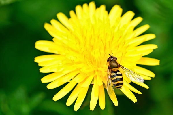 6 Hoverfly on a Daff 3...