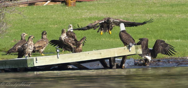 Adult and Juvenile Eagles fishing at creek...