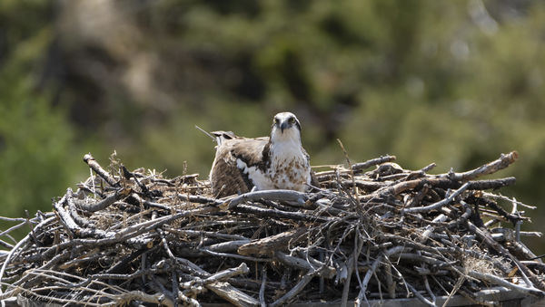 Osprey in nest...