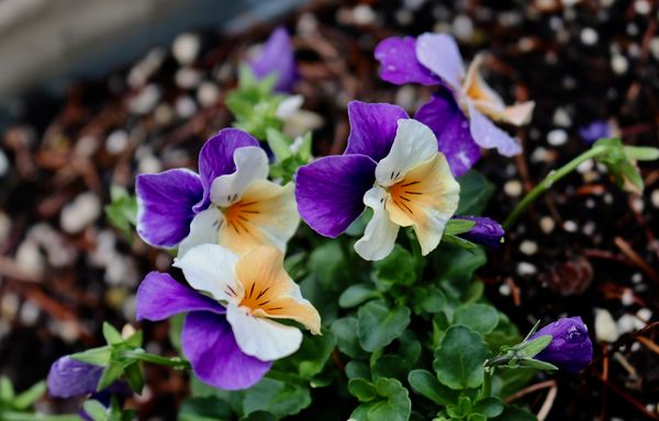 violas in my garden-I did these.....