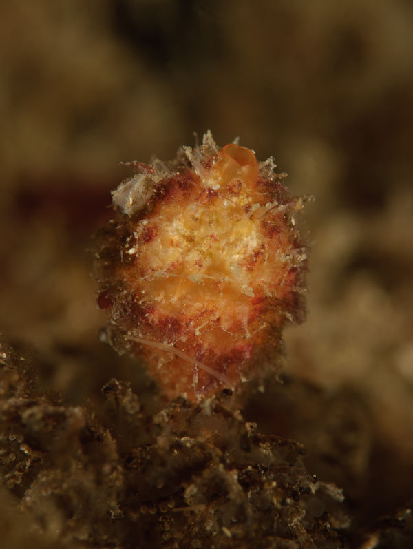 Boltenia villosa, Spiny-headed Tunicate...