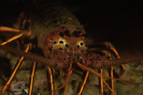 Panulirus interruptus, California Spiny Lobster...