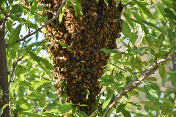 Bee Swarm, bottom half only...
