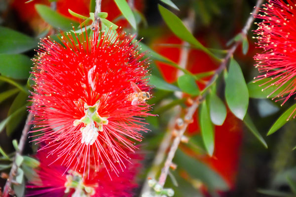 One of the bees in my bottle brush...