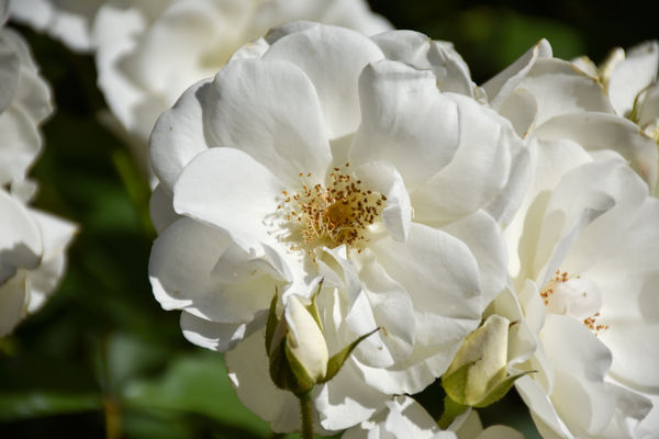 Just a plain white rose...