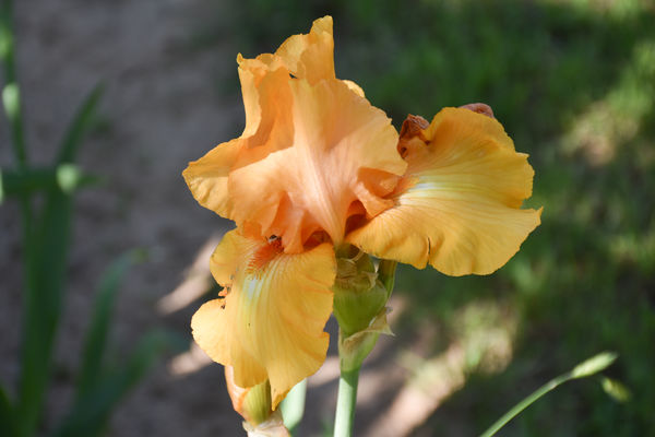 Another of my iris...