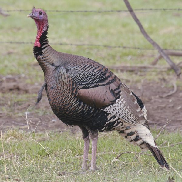 young male turkey, called a 'jake'...