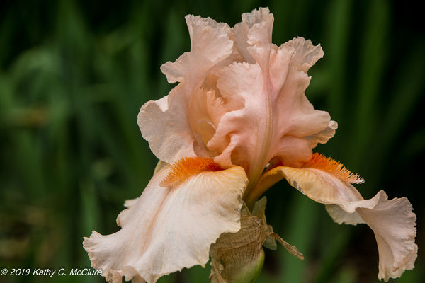 One of the few irises still in bloom...