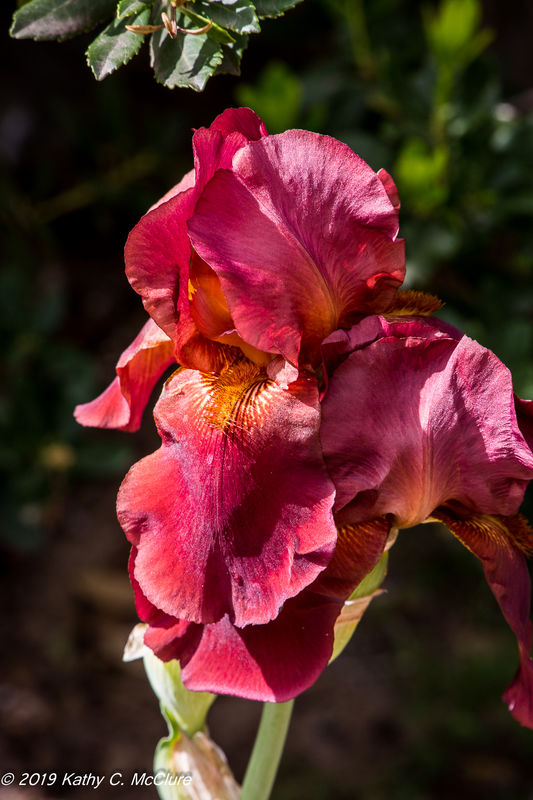 An iris of a really pretty colour...