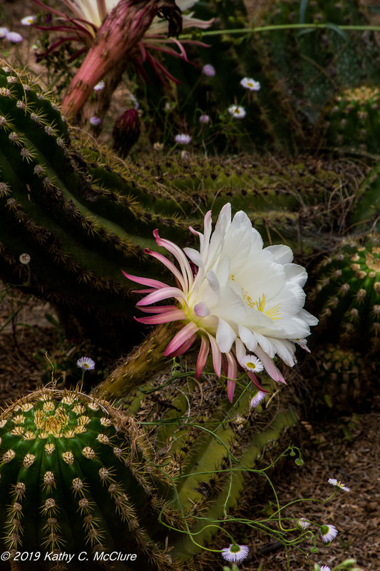 The Easter Lily cactus are in bloom!...