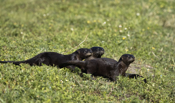 Otter Family...