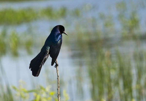 Boat-tail Grackle...