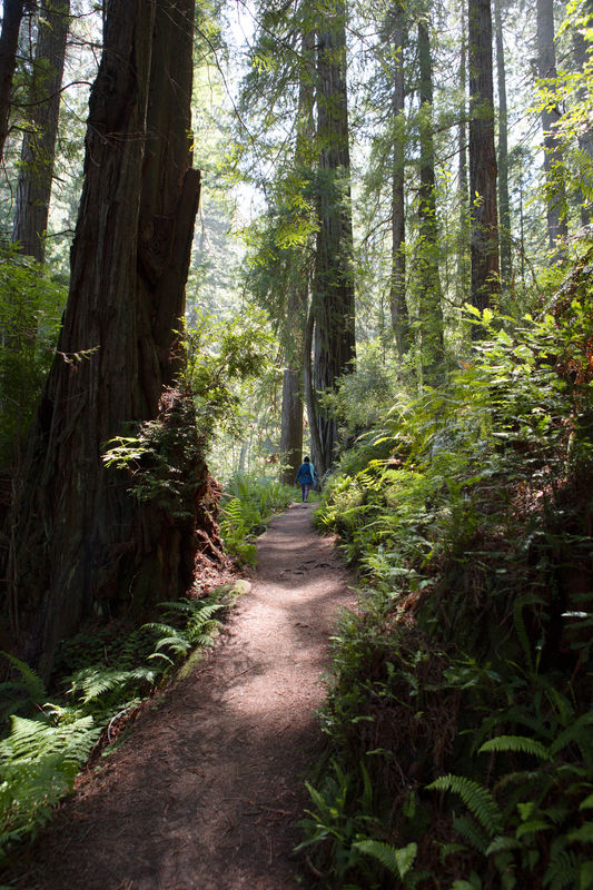 Coastal Redwoods - N. California...