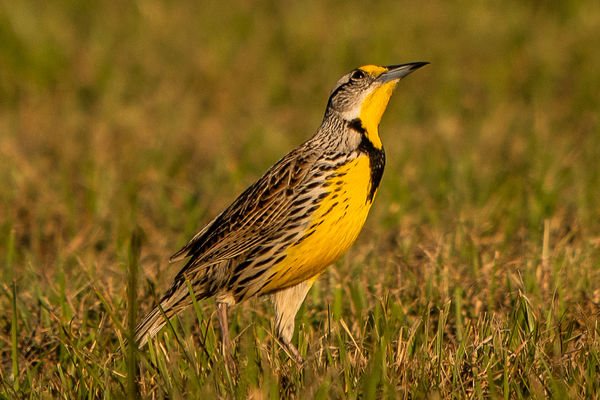 meadowlark waiting for response to call...