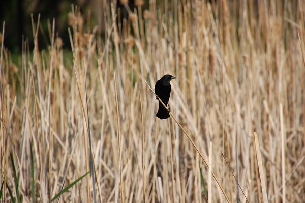 just another blackbird...