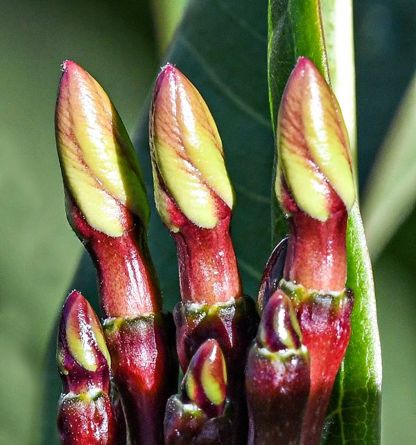 Young Frangipani (Plumeria) buds These are fresh shoots/buds on my