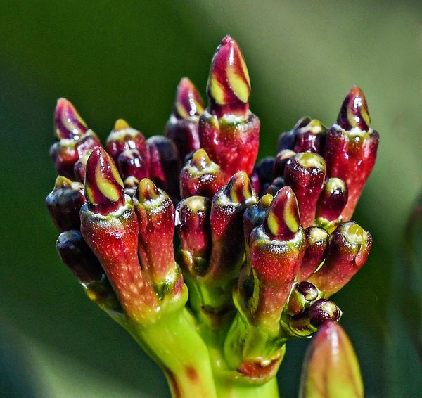 Young Frangipani (Plumeria) buds: These are fresh shoots/buds on my ...