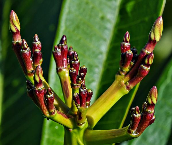 Young Frangipani (Plumeria) buds: These are fresh shoots/buds on my ...