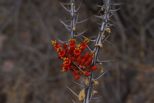 The ocotillo was in bloom.  First I had seen one i...
