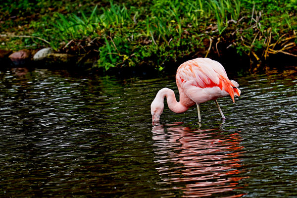 Pink Flamingo....