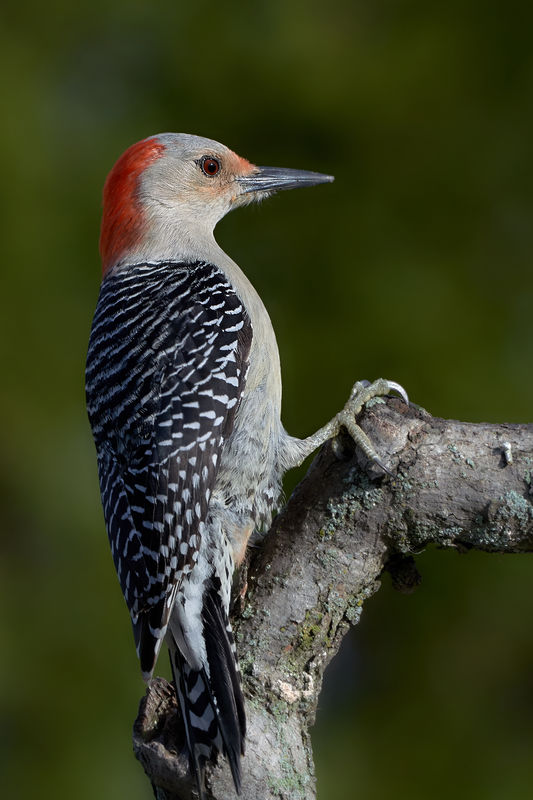 Female Red-bellied Woodpecker...