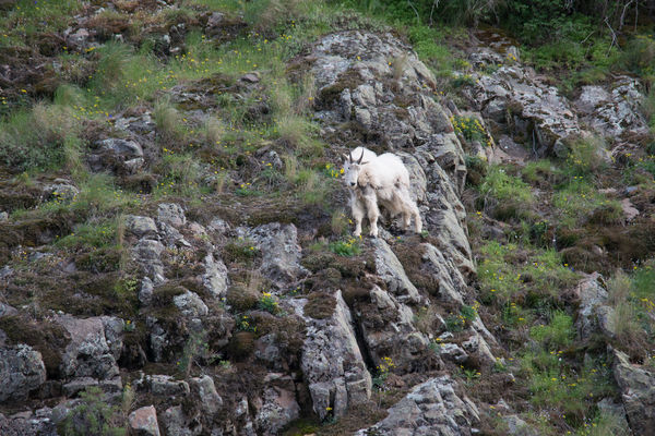 Mountain Goat in Hells Canyon...