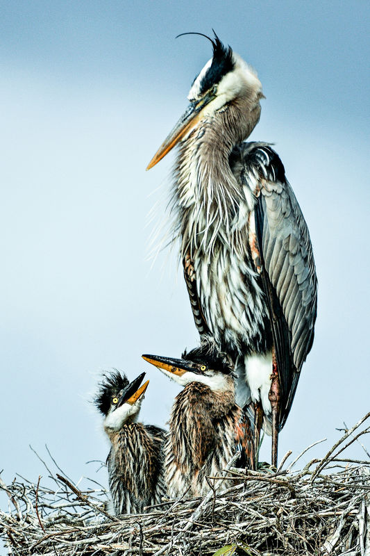 great blue heron and babies...