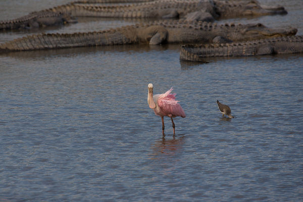 Spoonbill wading in gator filled waters...
