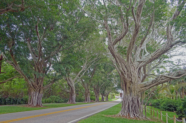 Sony A99 - Bridge Road Jupiter Is. Florida - beach bound.... My first ...