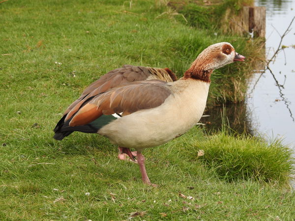 Egyptian Goose (D3300)...