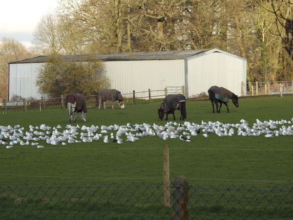 Assorted Gulls and Corvids Taken with the P900 at ...