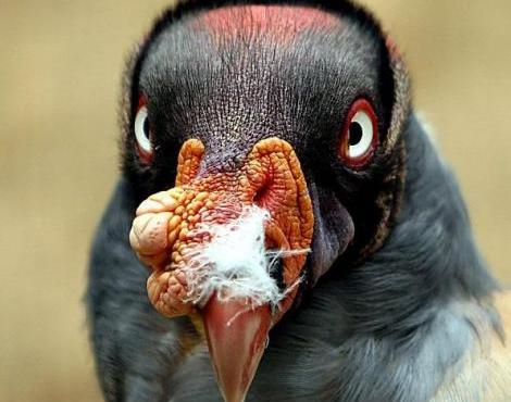 The King Vulture not found in America....